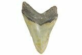 Fossil Megalodon Tooth - North Carolina #365993-1